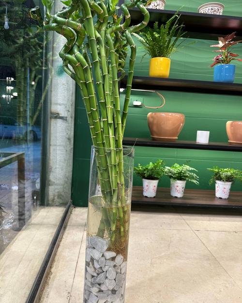 Lucky bamboo arrangement