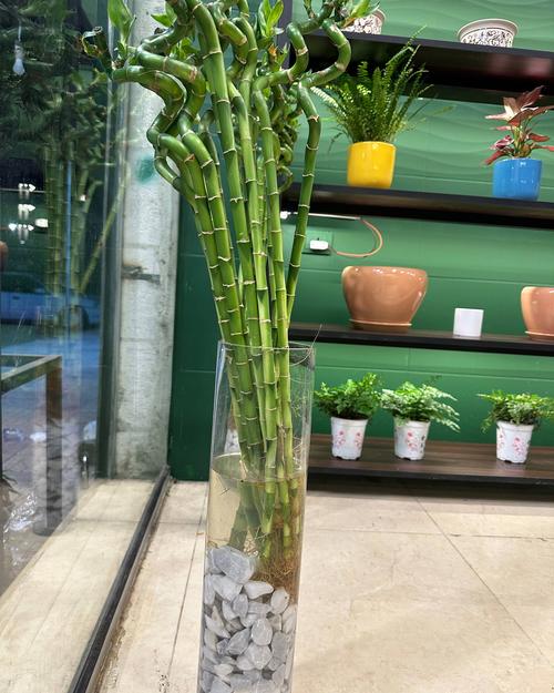 Lucky bamboo arrangement
