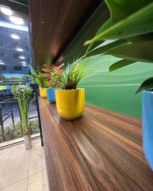 Potted plants on display shelf