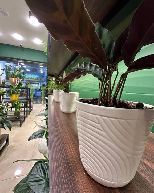 Indoor plant in white pot