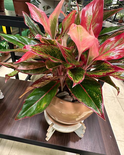 Red aglaonema plant