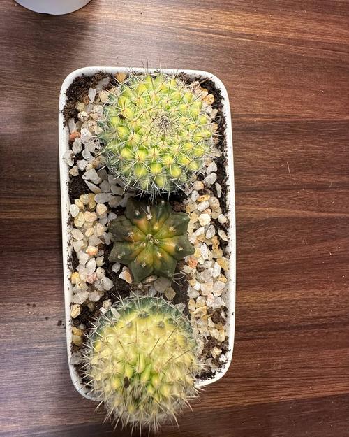 Cactus arrangement