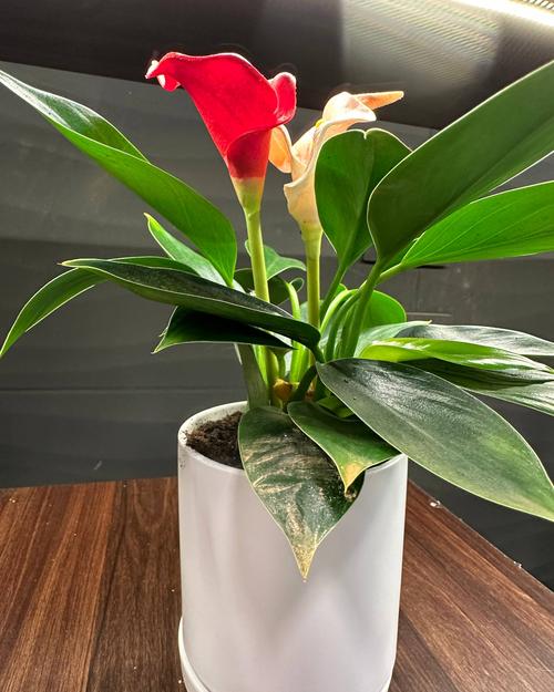 Red anthurium flower