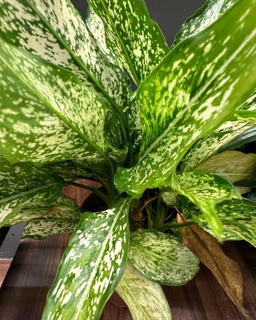 Variegated dieffenbachia leaf