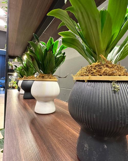 Row of potted plants