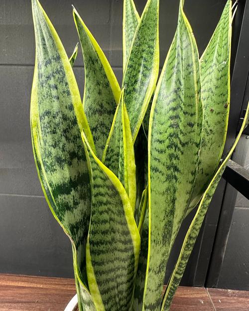 Snake plant close-up