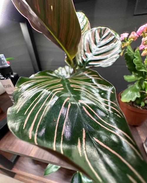 Calathea leaf close-up