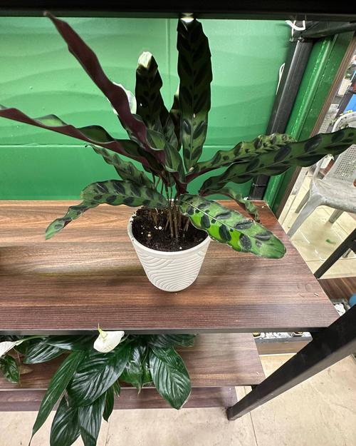 Calathea plant in white pot