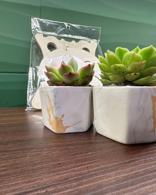 Succulents in marble pots